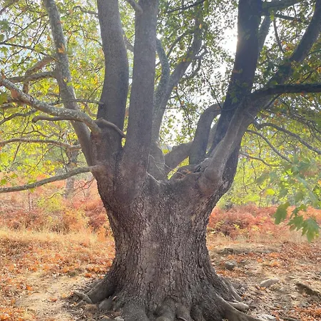 Matias Kastanies With Privat Parking